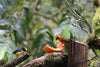 Tour de avistamiento de colibrí