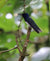 Tour de avistamiento de colibrí