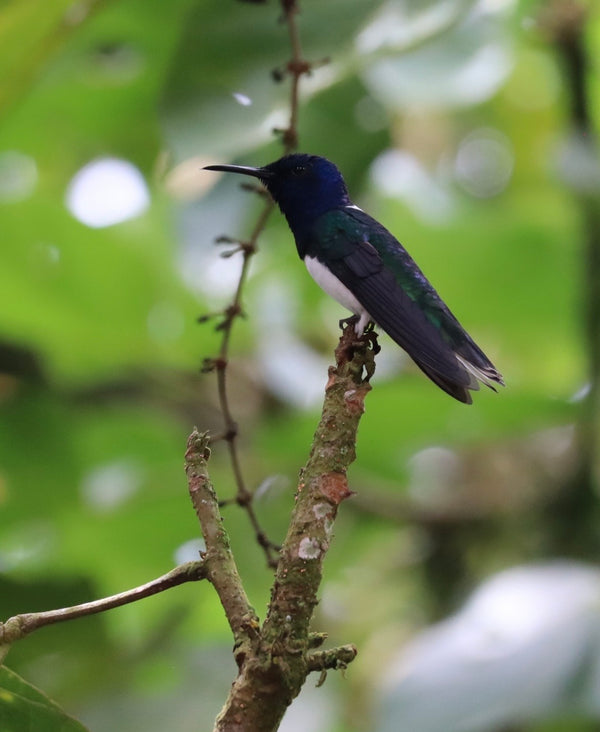 Tour de avistamiento de colibrí