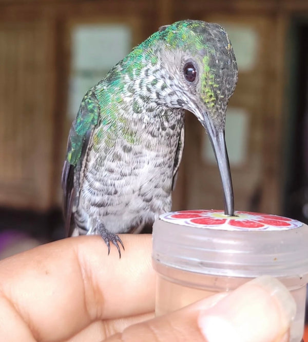 Tour de avistamiento de colibrí