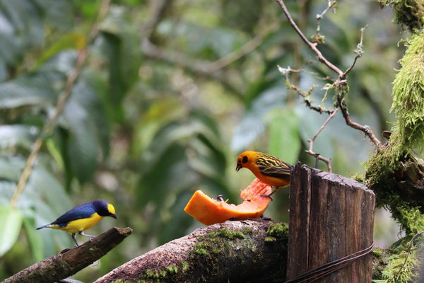 Tour de avistamiento de colibrí